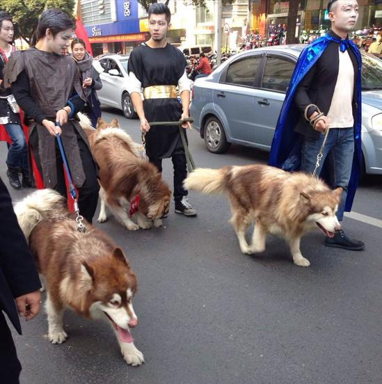 阿拉斯加犬的5大好处，我看完后竟然有想养的冲动