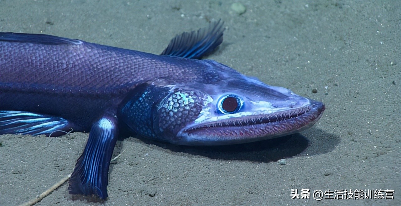 30张图片展示那些不为我们所知的深海生物