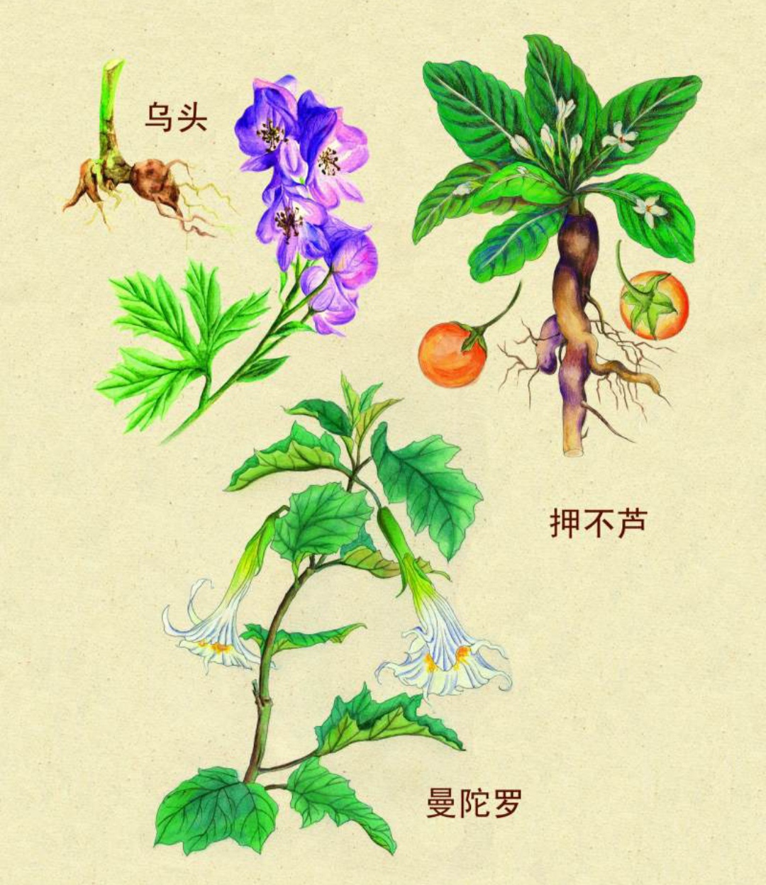 三种有毒的漂亮花:乌头,曼陀罗,押不芦下面小美搜集整理了18种比较
