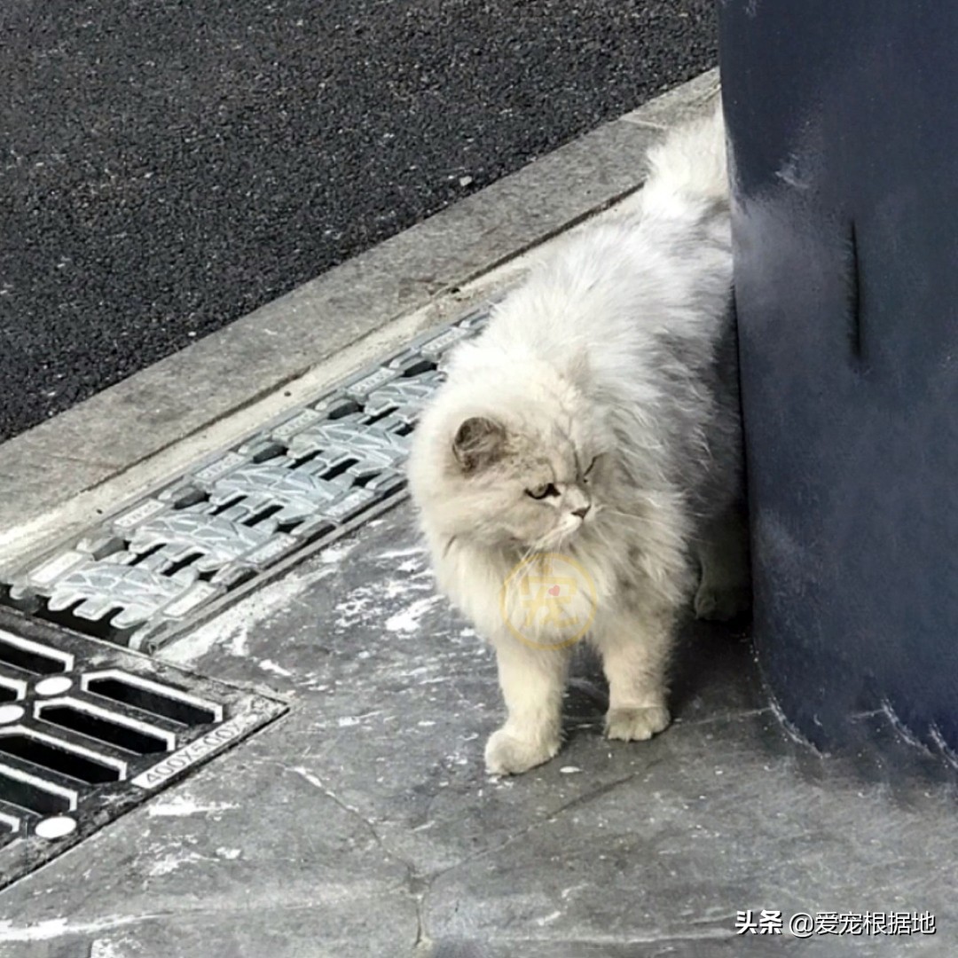 见人就撒娇的流浪猫，竟是名贵品种猫，为了食物它努力讨好人类