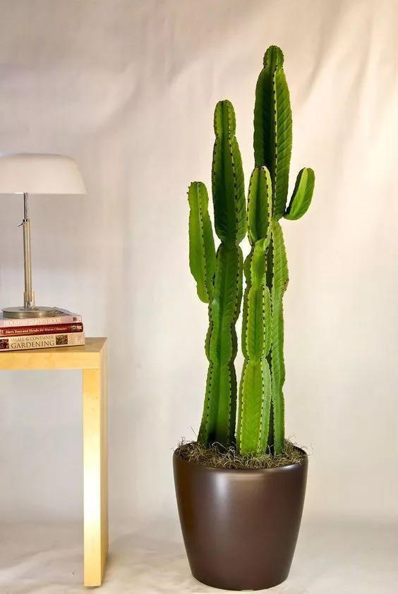 5种大型植物,养护简单不挑环境,家里就能养