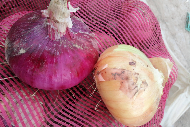 买洋葱时,"紫皮"和"黄皮"选哪种?很多方面不一样,别弄错了