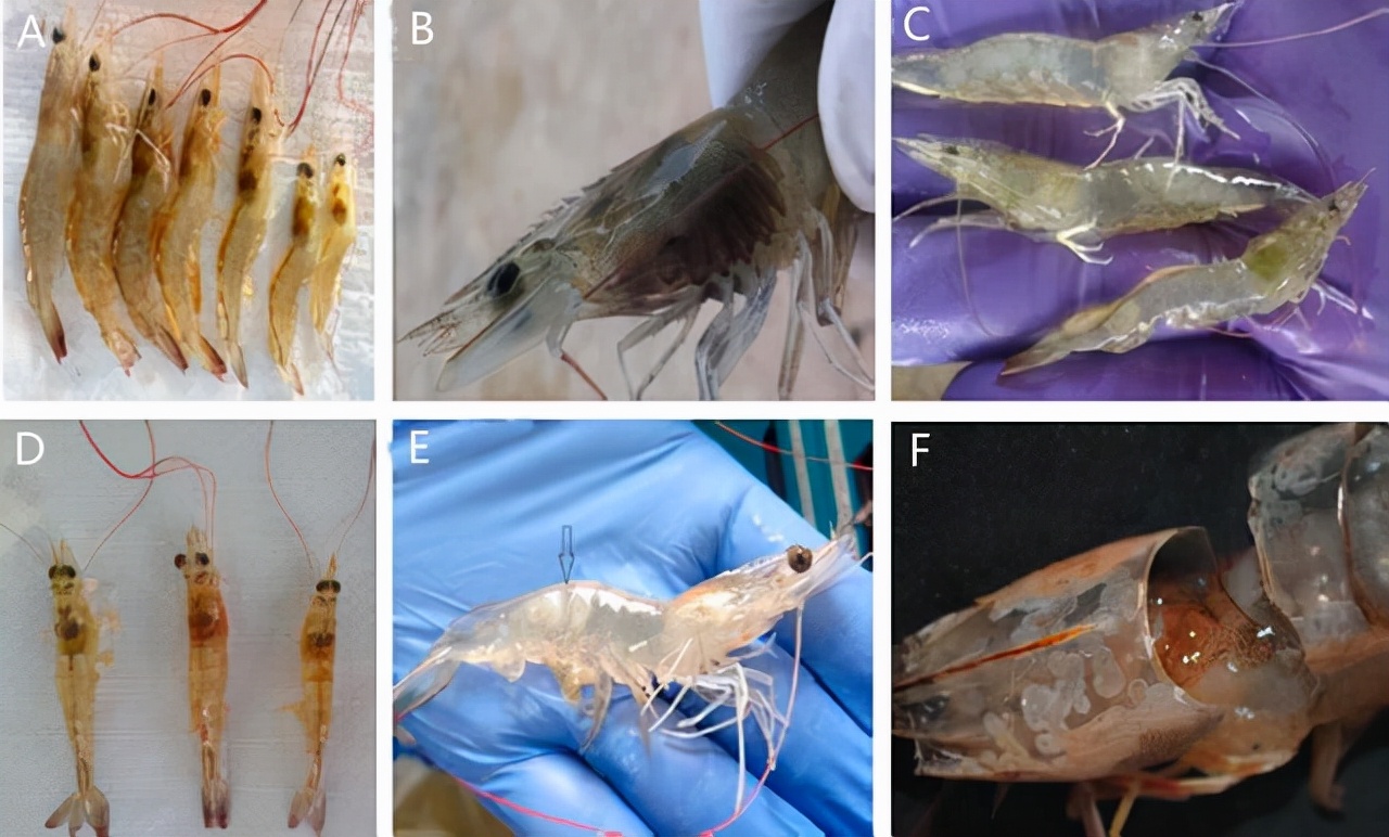常见对虾病害的临床体征农业资讯-农信网