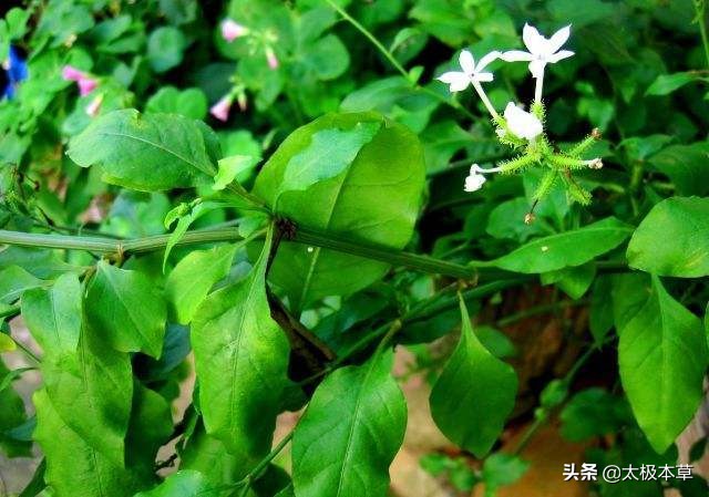 白花丹根的功效与作用-我的快乐小窝