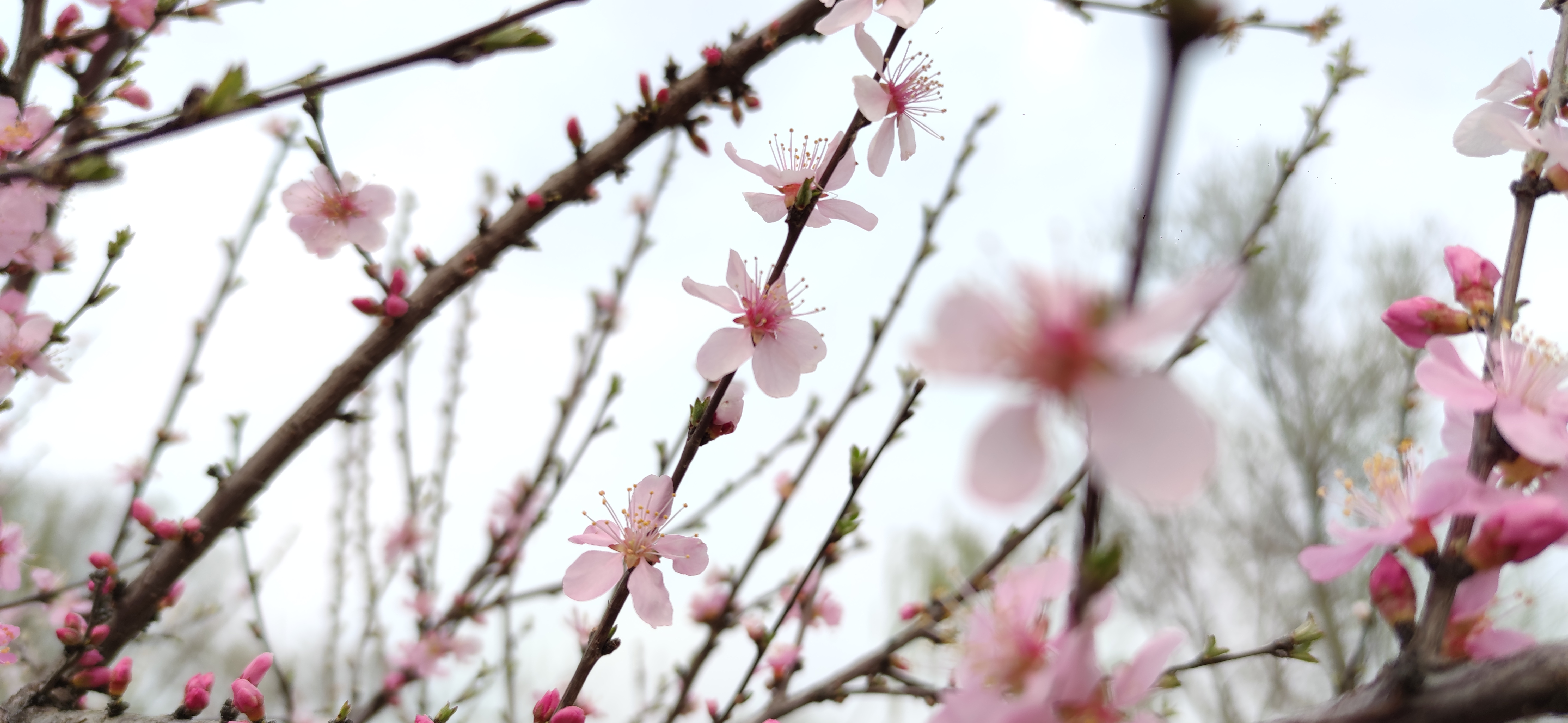 开封春季赏花最新攻略：古典、繁盛、烂漫、娴静、端庄的不同春色