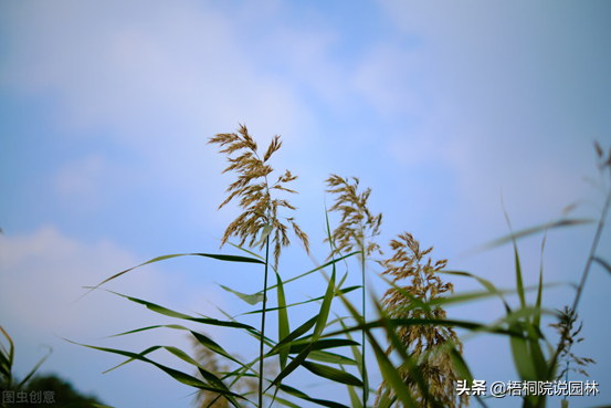 维C含量最高的水果居然是它！10种世界之最植物，你知道几种吗
