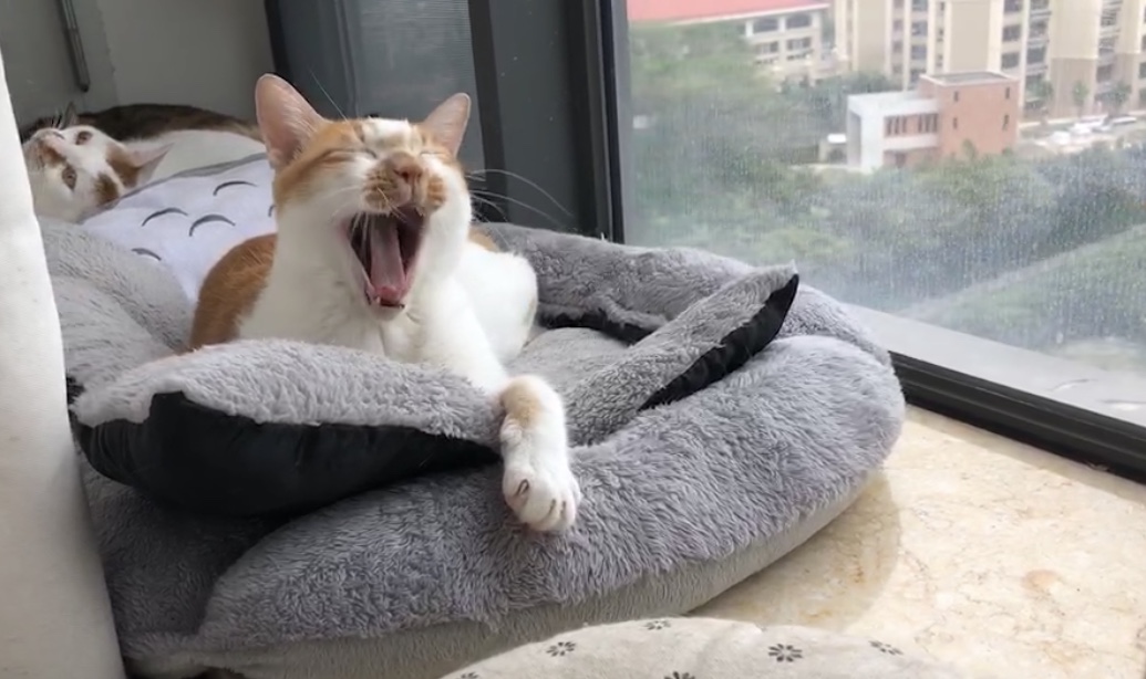 猫咪得了猫癣到底该怎么治？认清猫癣才能更好地治疗！