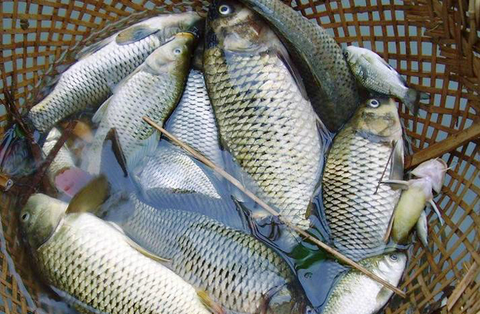 鱼价“失控”：鲫鱼大涨64%，鲤鱼一斤9块多，白鲢鱼涨幅3-4元