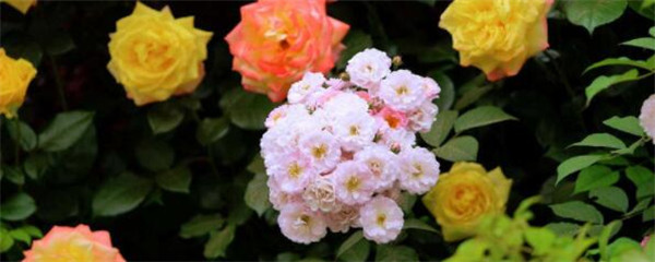 蔷薇花什么季节种植好（蔷薇花的实用种植技巧）