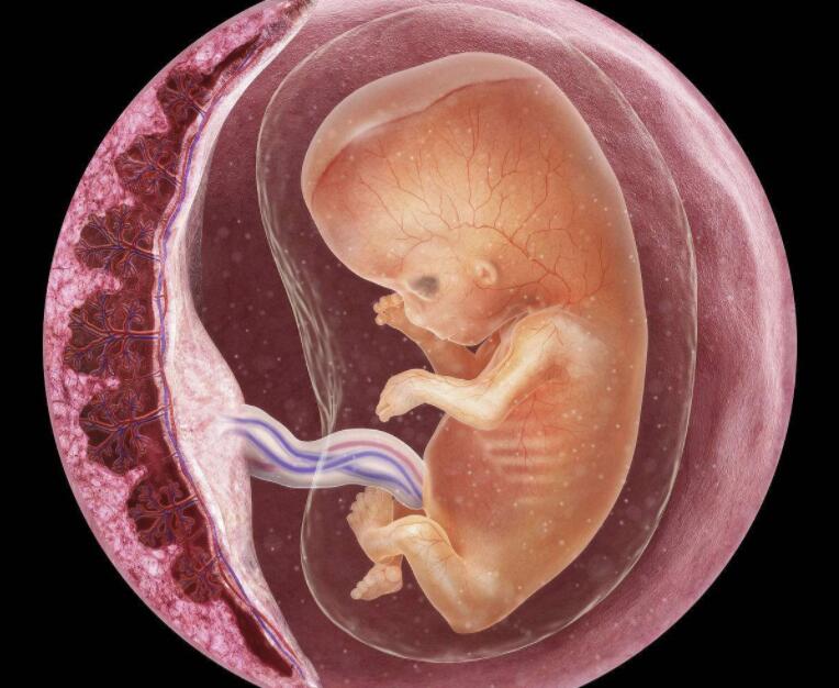 胎儿在胎盘里面吗图片