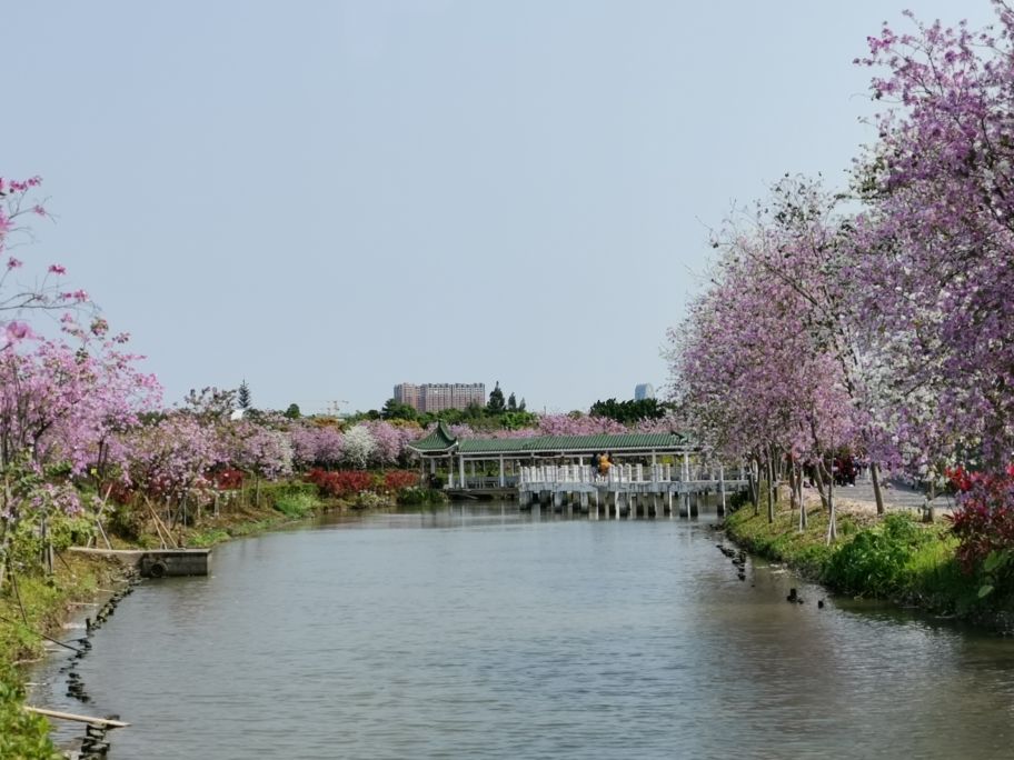 浓烈芬芳  春风十里赏花路  徜徉在广州海珠湿地的花海之中