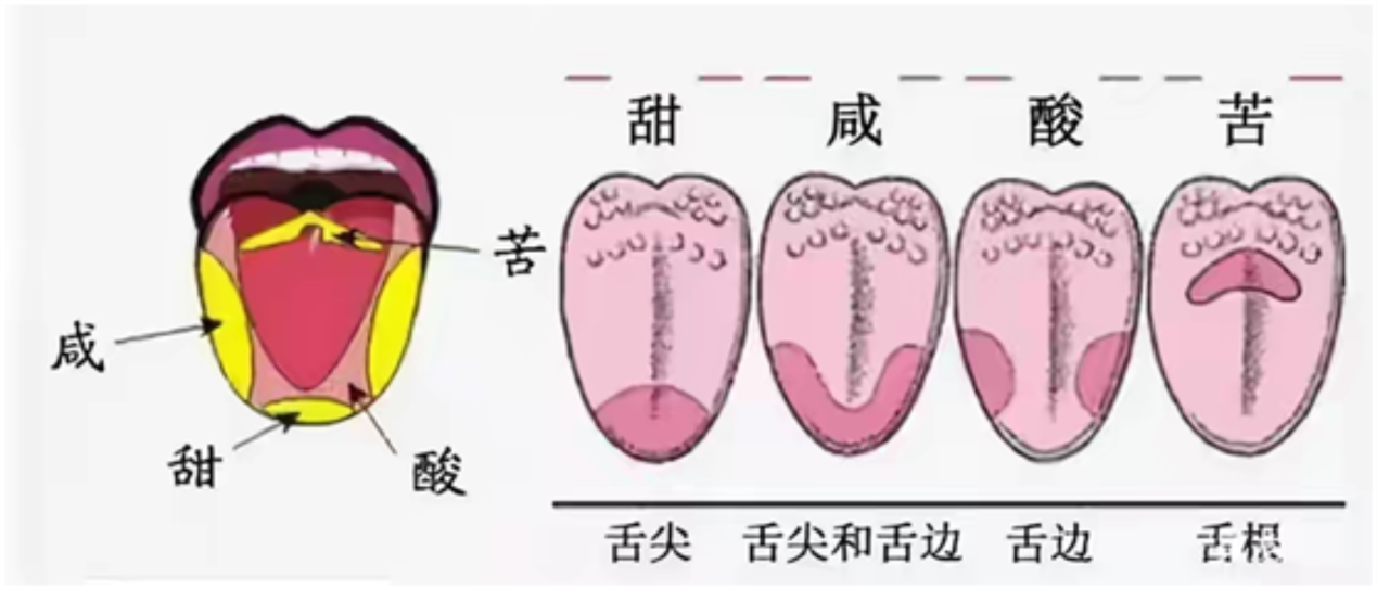 “好辣好辣”其实是“好痛好痛”，辣味根本不存在