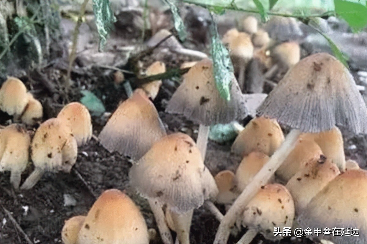 树干上长出的菌类植物蘑菇图片-千叶网