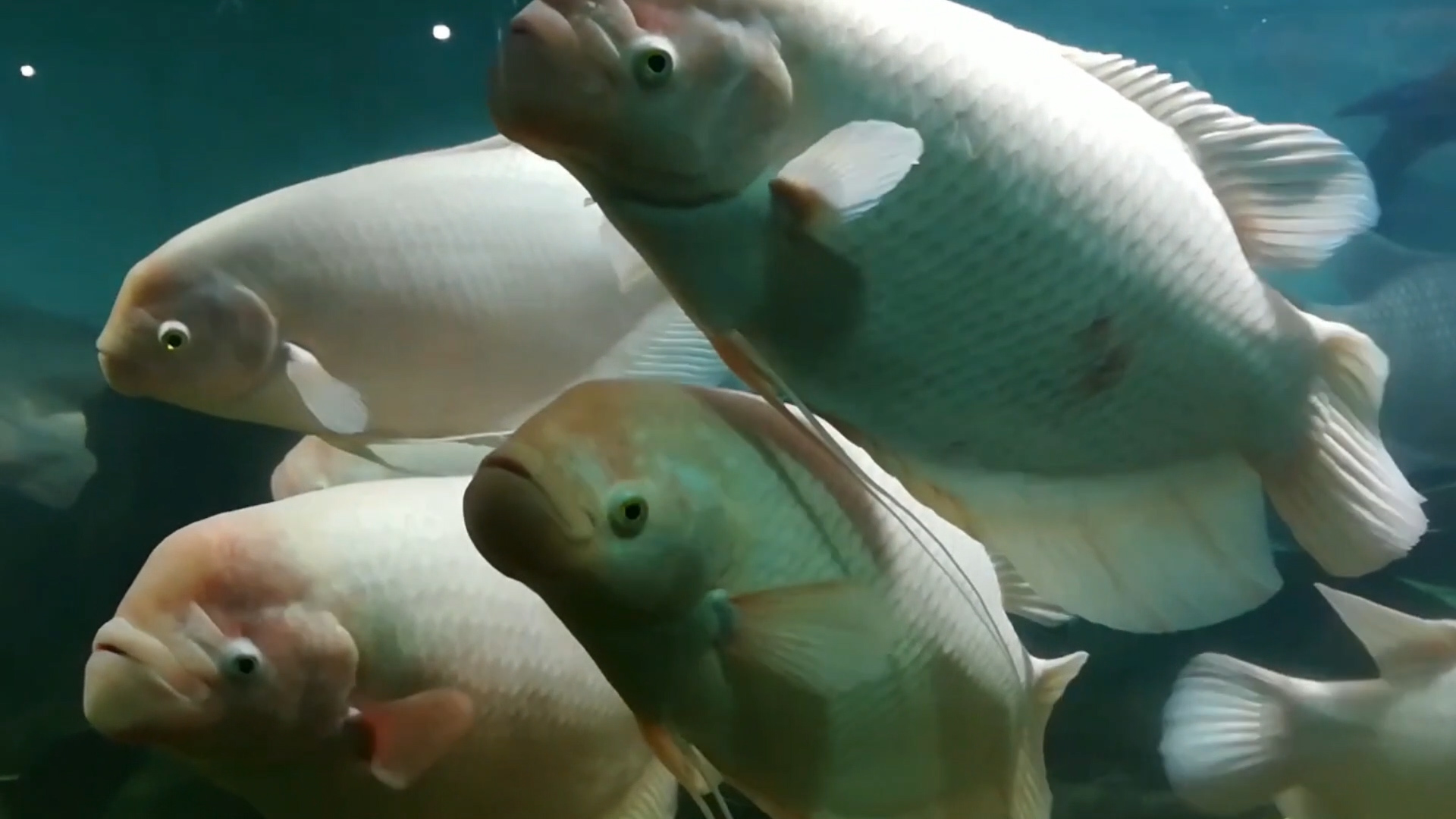 西瓜应该这样吃 吃西瓜也能招财_达一风水网