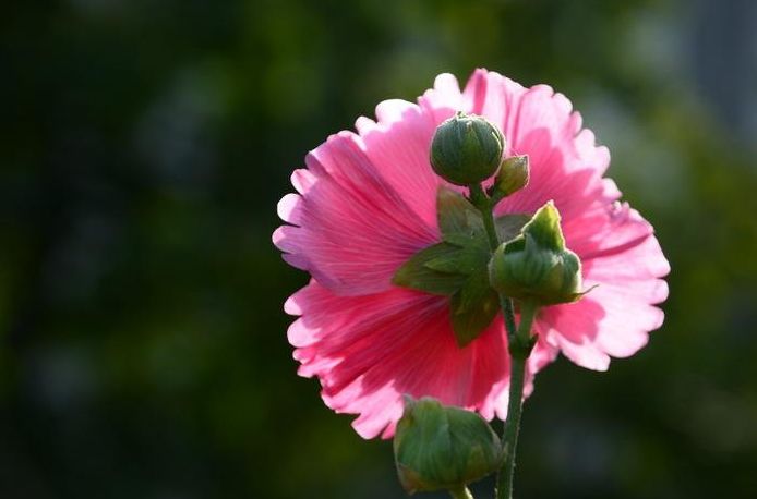 「诗词鉴赏」蜀葵花开 盛艳天地—古诗词里的蜀葵花