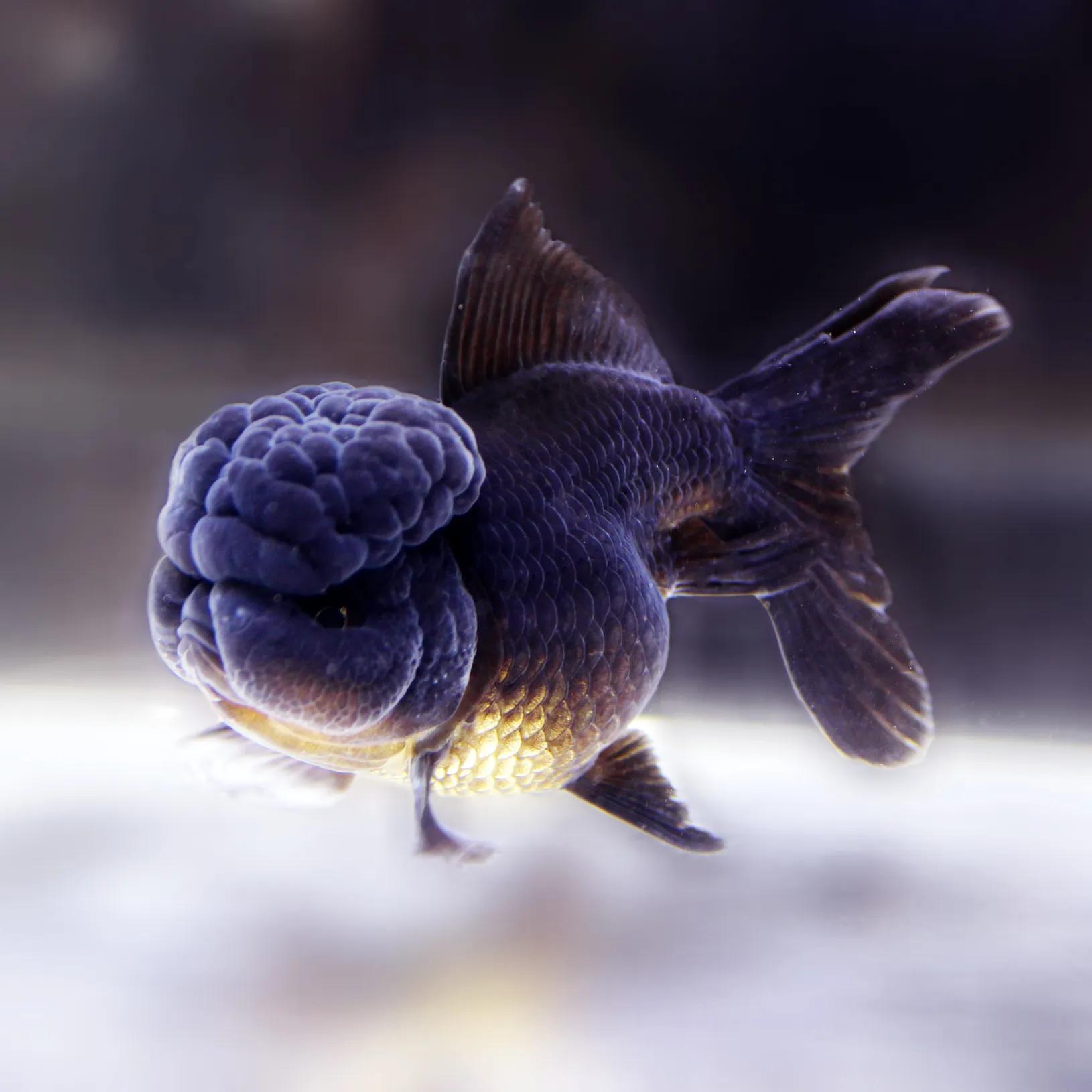 10cm狮子头金鱼价格金鱼品种大全