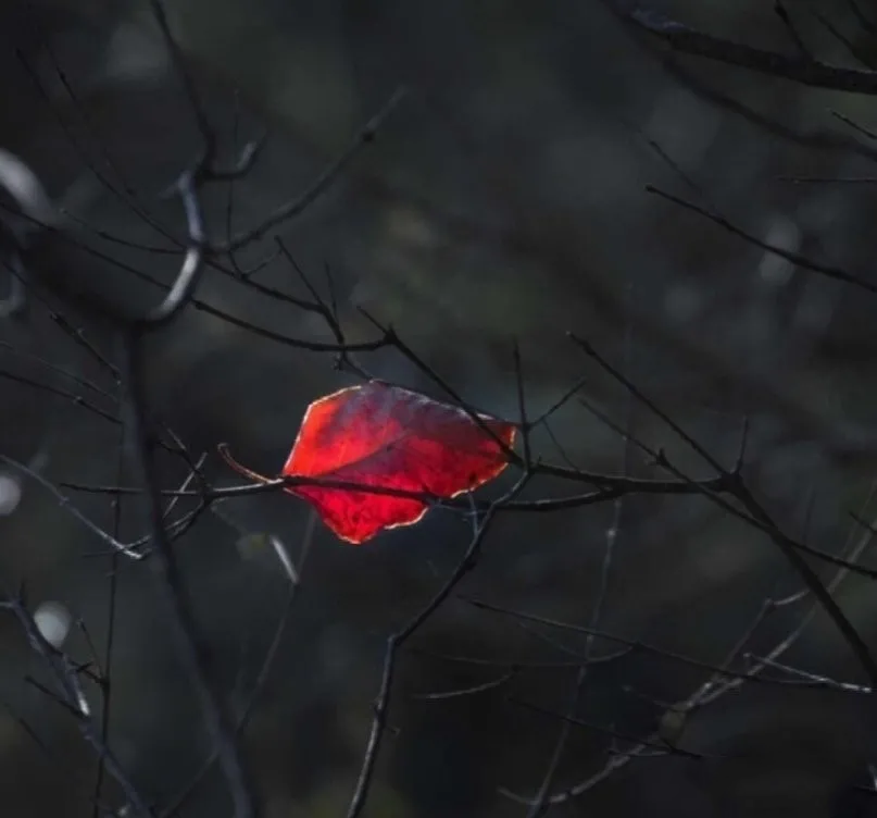 赏读：一程山水一年华，一路风雨度人生