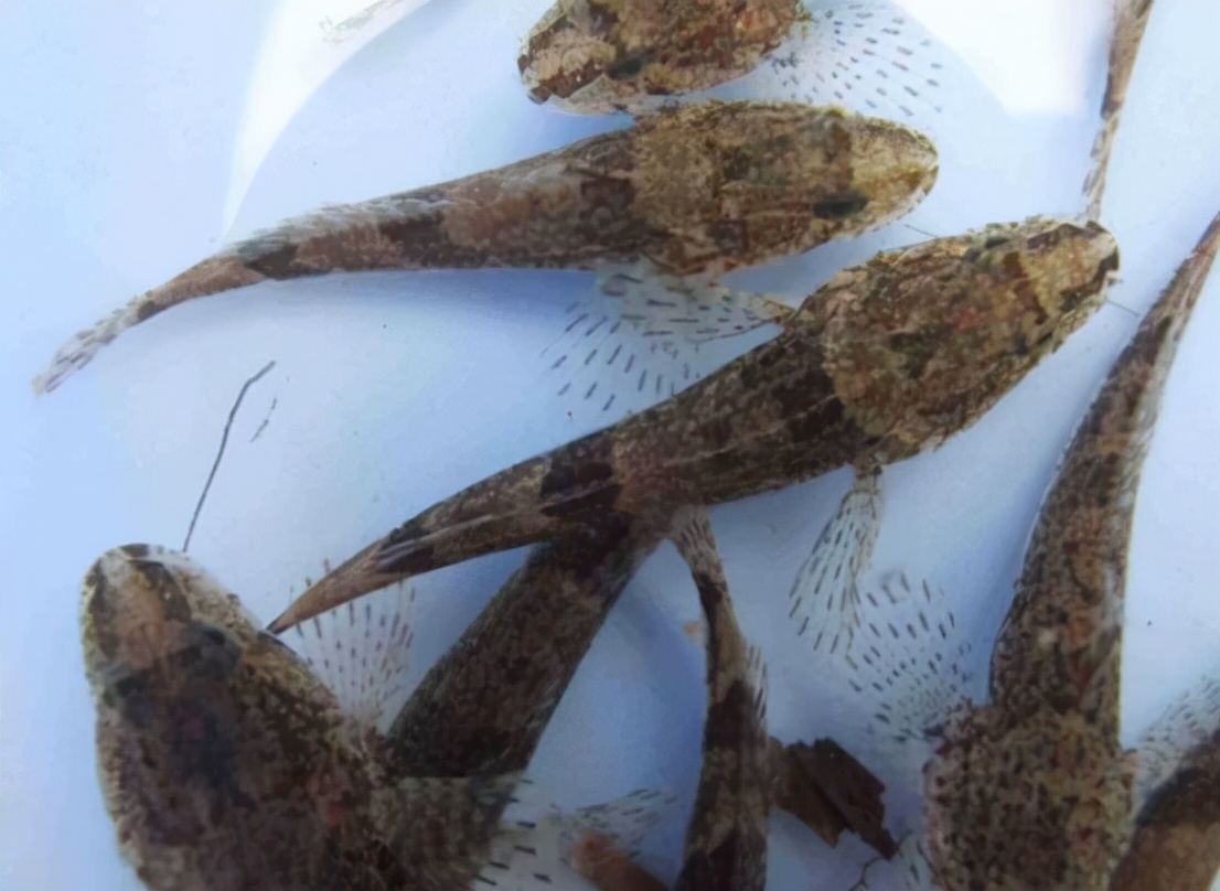 黄河入海口发现野生松江鲈鱼，曾有人开价2000元/斤，为何那么贵