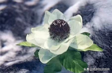 维C含量最高的水果居然是它！10种世界之最植物，你知道几种吗