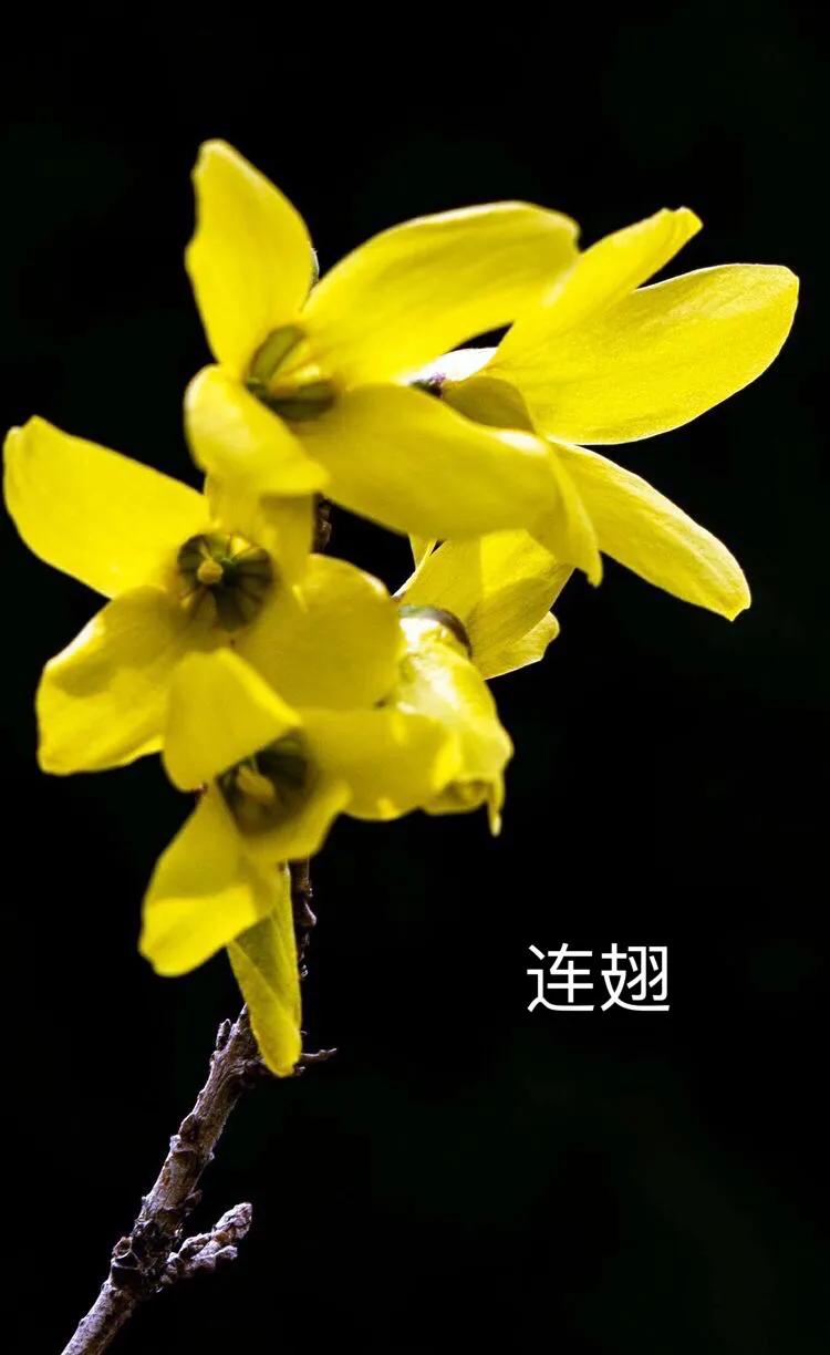 迎春花长什么样子的（迎春花品种介绍大全）