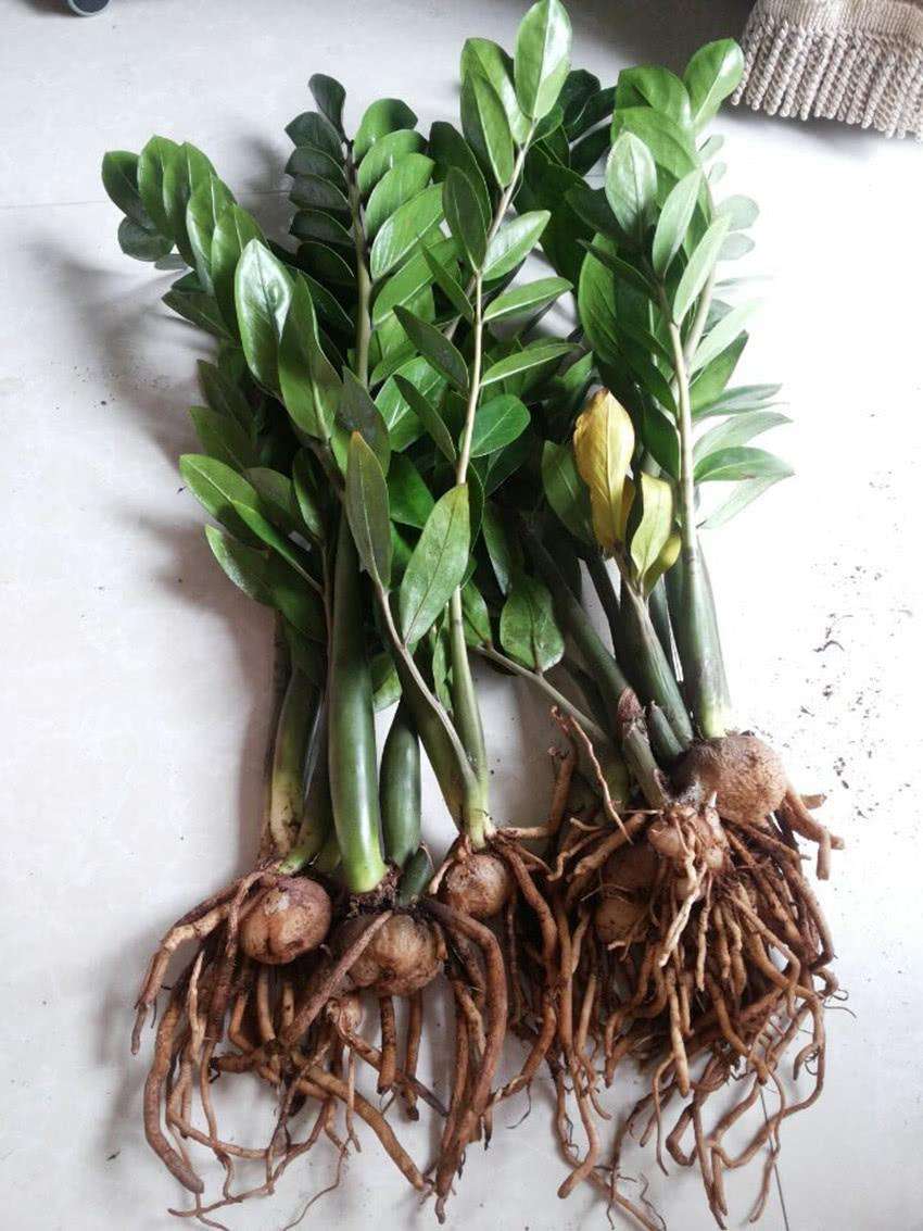 养金钱树做好两件事,一年"撑破盆",新芽比老叶还多