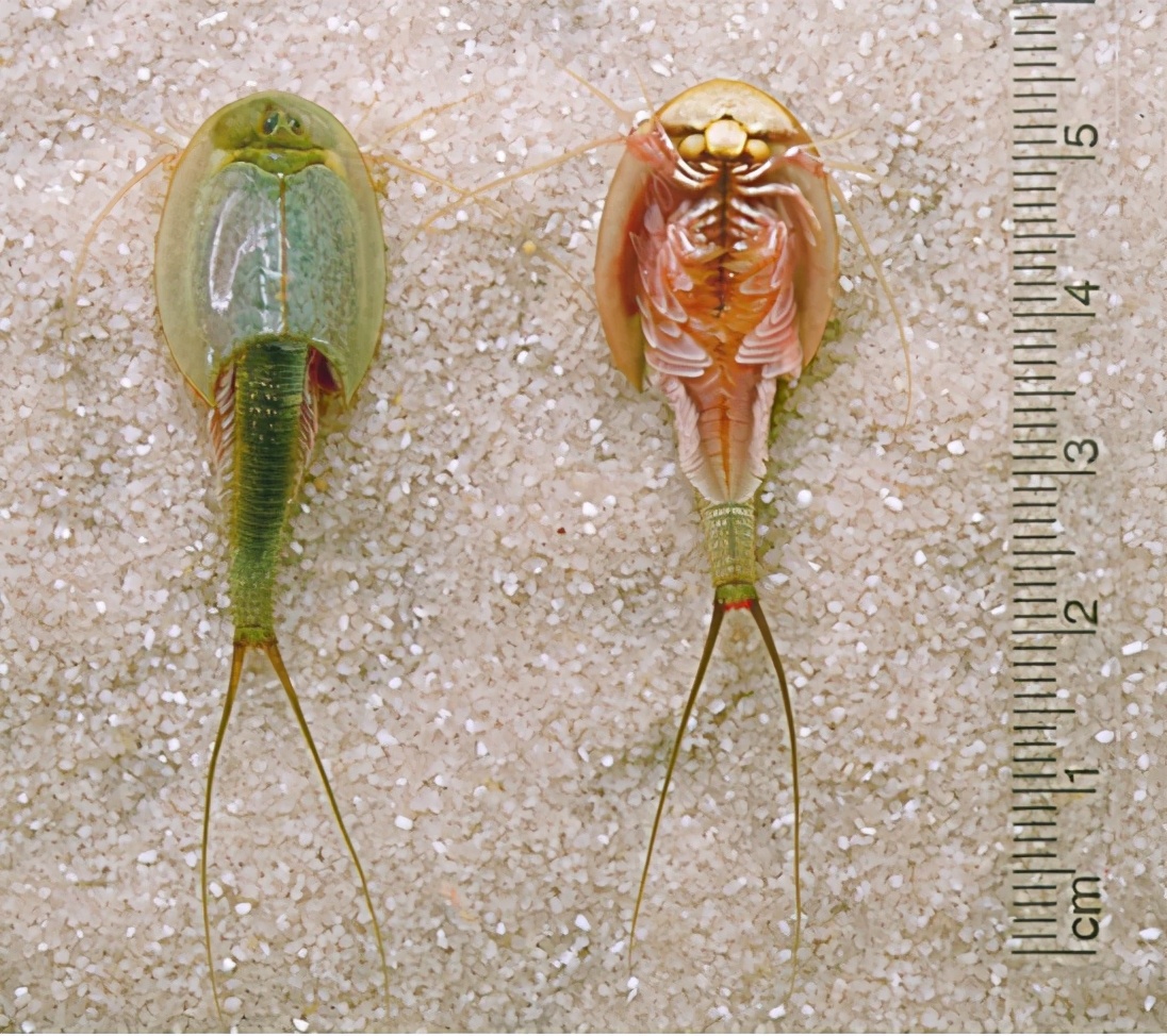 三眼恐龙虾(甘肃发现“三眼怪物”，可在太空中繁育后代，在日本被当成宠物)