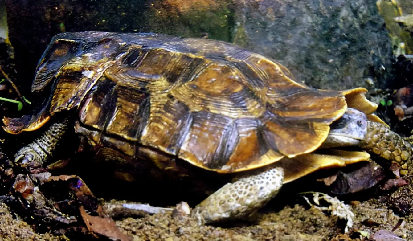 乌龟的种类图片及名称（乌龟的品种图片）