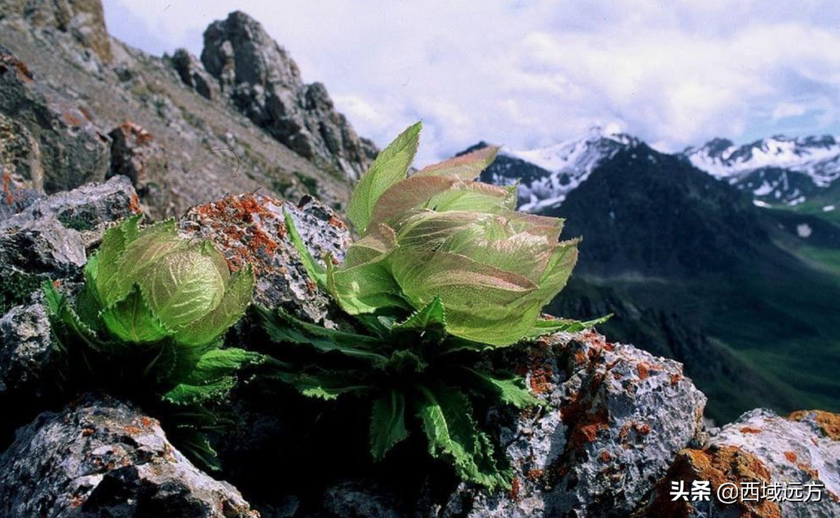 天山雪莲多少钱一朵冰山上的雪莲花