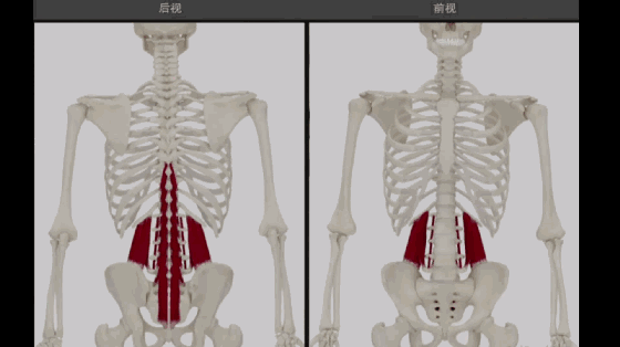 腰方肌——你的腰痛可能与它有关