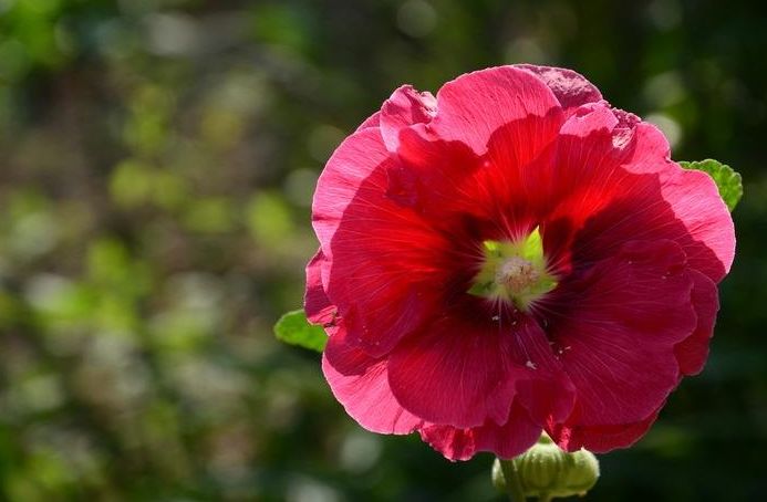 「诗词鉴赏」蜀葵花开 盛艳天地—古诗词里的蜀葵花