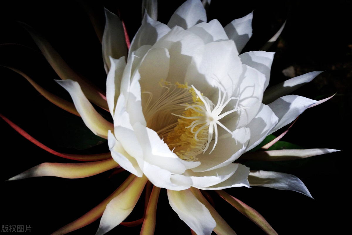 昙花什么时候开花（昙花的开花时间和开花方法）