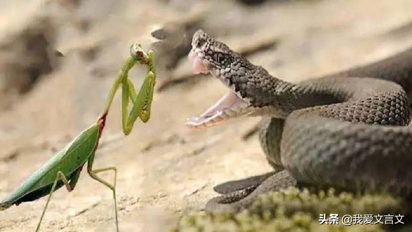 经典文言文赏析 | 螳螂捕蛇