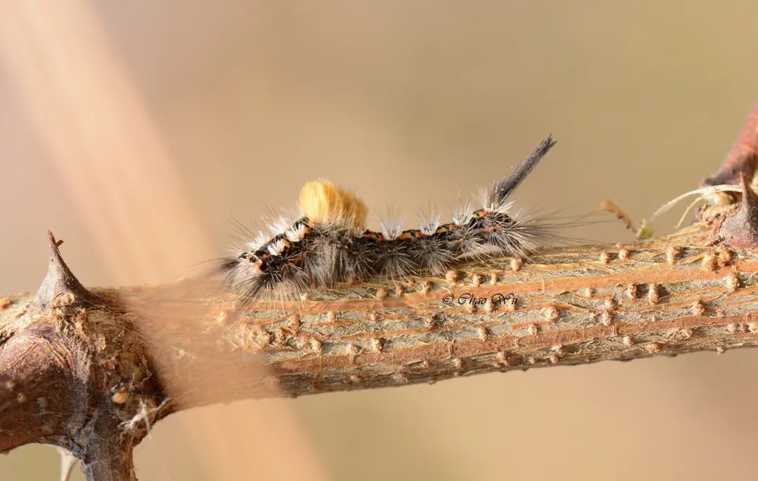 蚋虫图片(夏季郊游被虫困扰) - 赤虎壹号