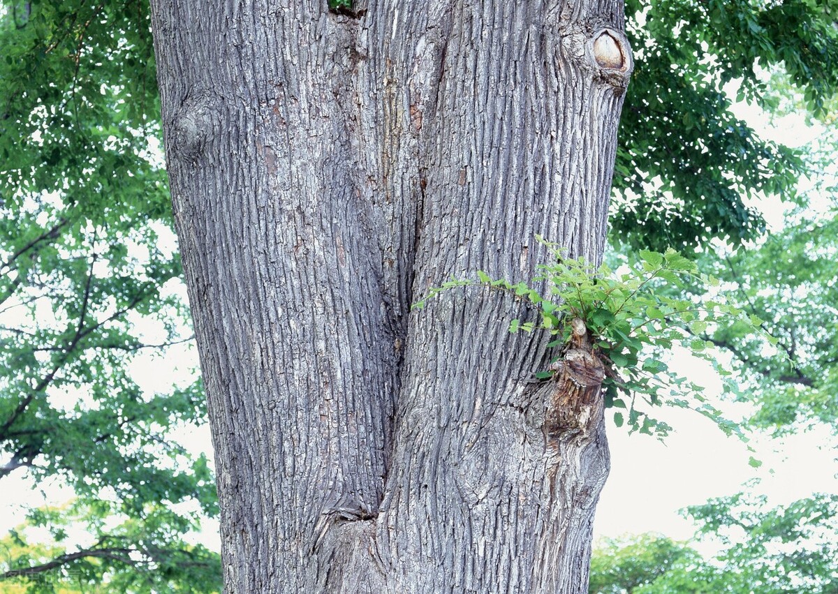 买棵榆树被邻居嘲笑,几个月后,央求我帮他也买一棵