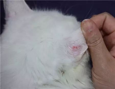 如何识别和治疗猫咪猫癣症状