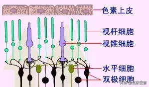 追剧追到凌晨三点 女子视网膜脱落！高度近视人群尤其小心！