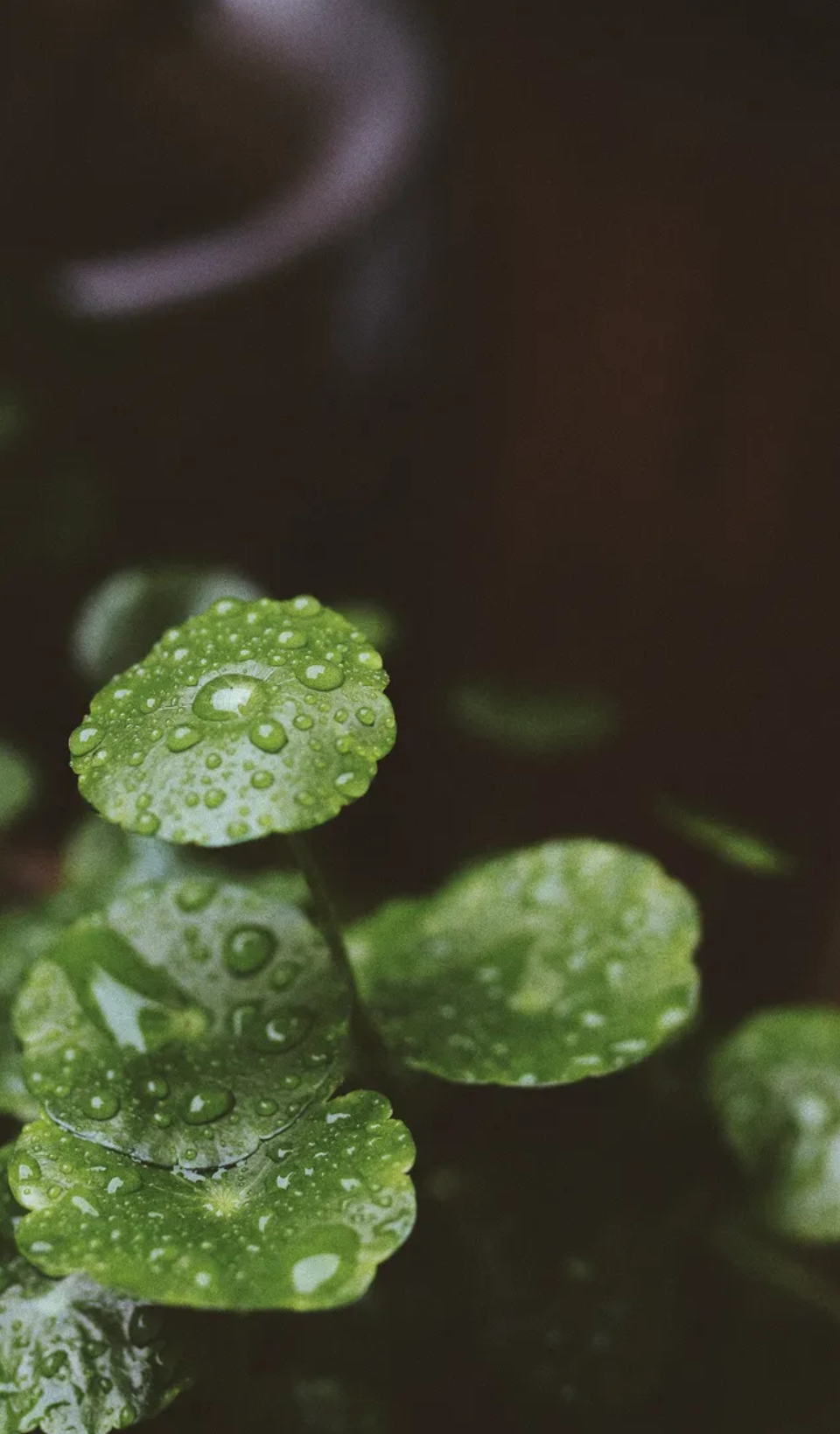 「诗词鉴赏」12首有关小雨的诗词，让小雨驱散夏日的炎热