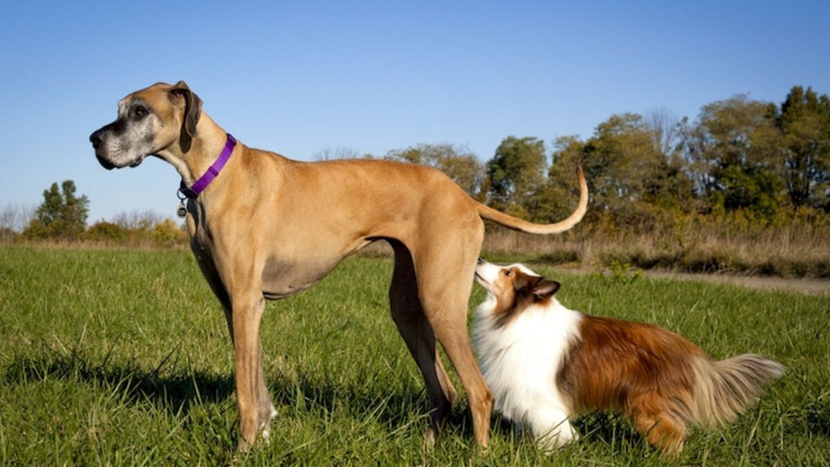 为什么我家的狗那么变态？和别家母狗一见面，就追着人家屁股闻？