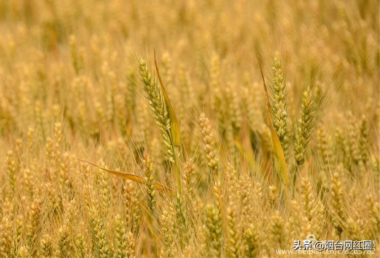 人们常说"三夏"大忙季节，即指忙于夏收、夏种和春播作物的夏管。