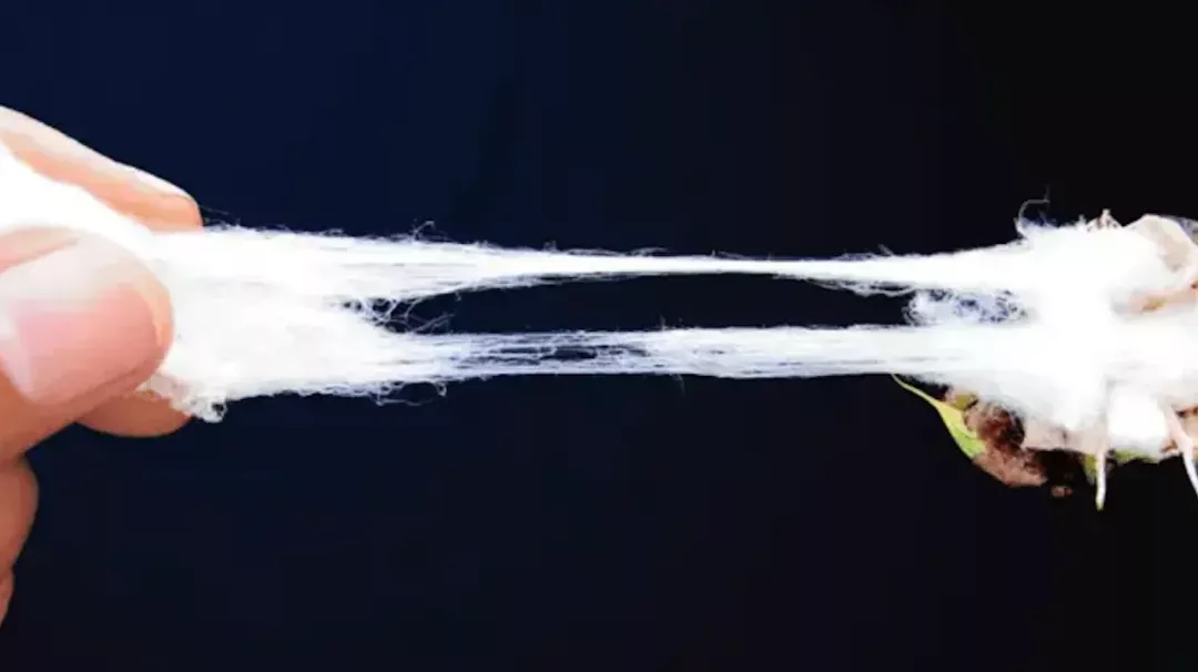 到底什么样的棉花才是好棉花？谁能PK新疆长绒棉？