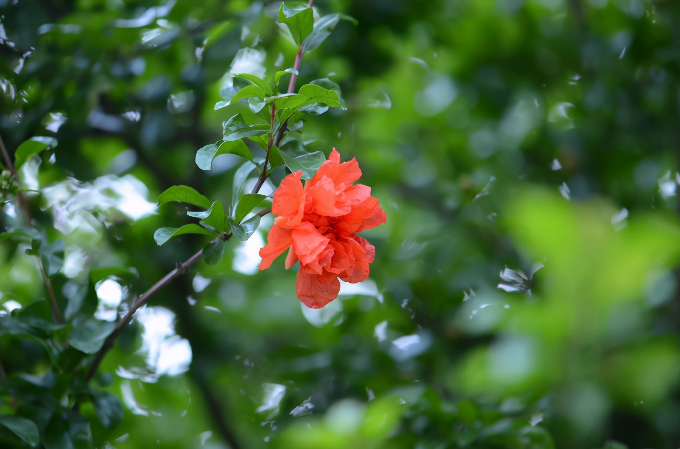 「诗词鉴赏」榴花初染火般红，古诗词里的榴花，燃烧着整个夏天