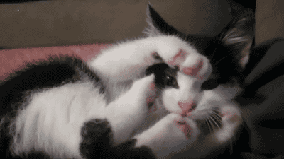 奶牛猫的性格特点（牛奶猫的六个性格特点）