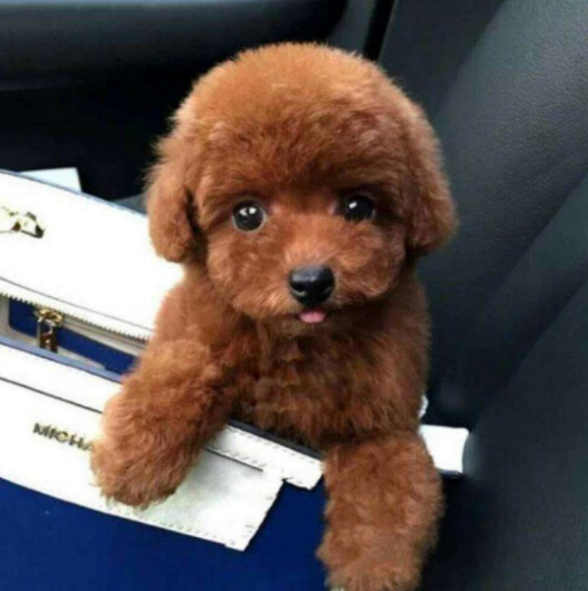 泰迪长嘴与短嘴有什么区别