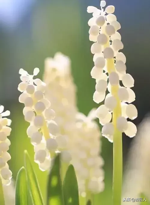 万紫千红的百花汇（百花汇中富含诗意的花）