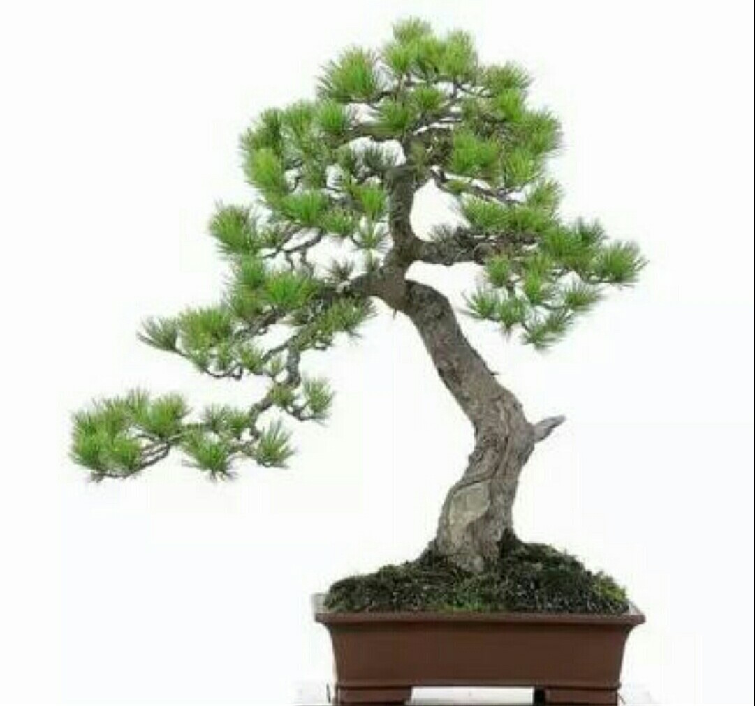 山松枝干苍劲,针叶秀美,如何做成盆景来观赏?