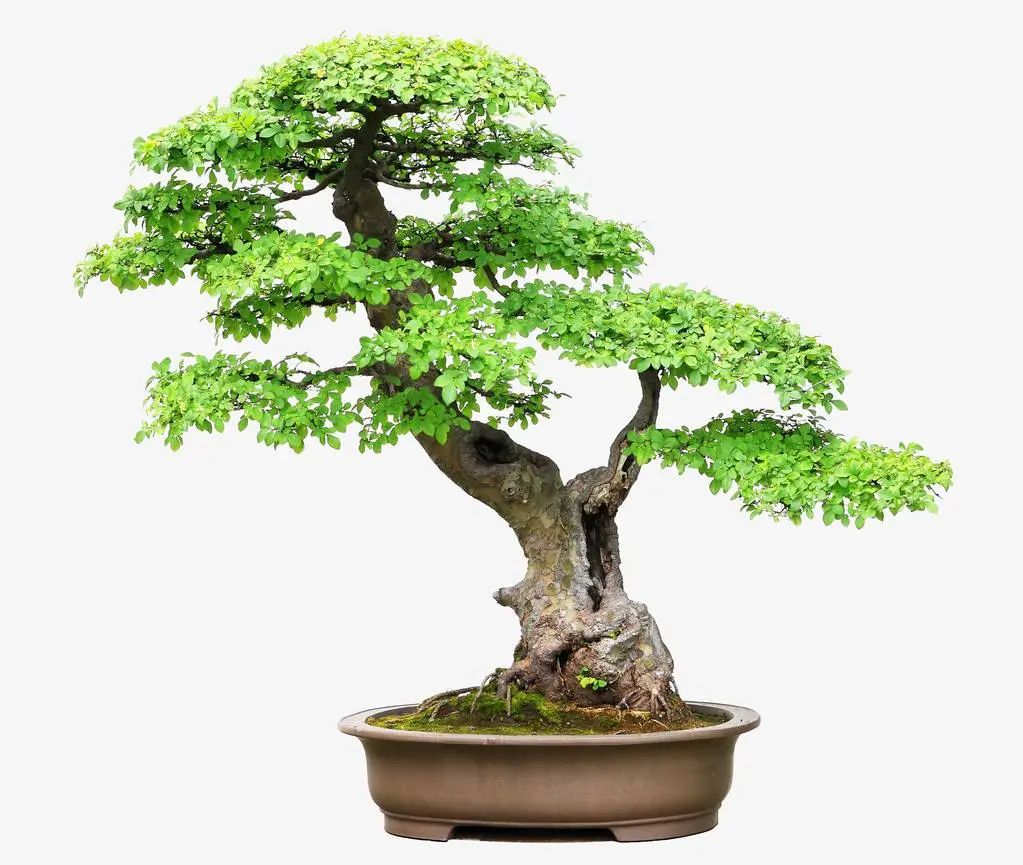 树木盆景6个呵护措施，既保证生长发育，亦维持观赏价值
