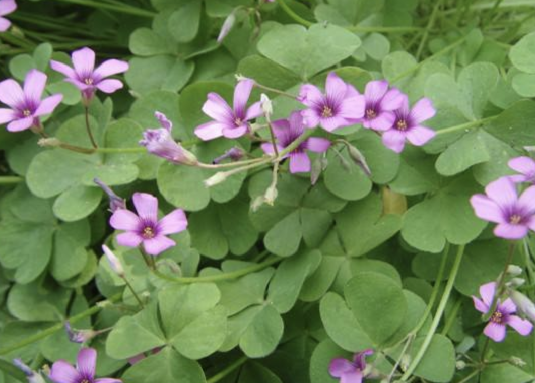 鱼钩草图片(在潮湿的院子里有一种钩钩草请爱惜它)