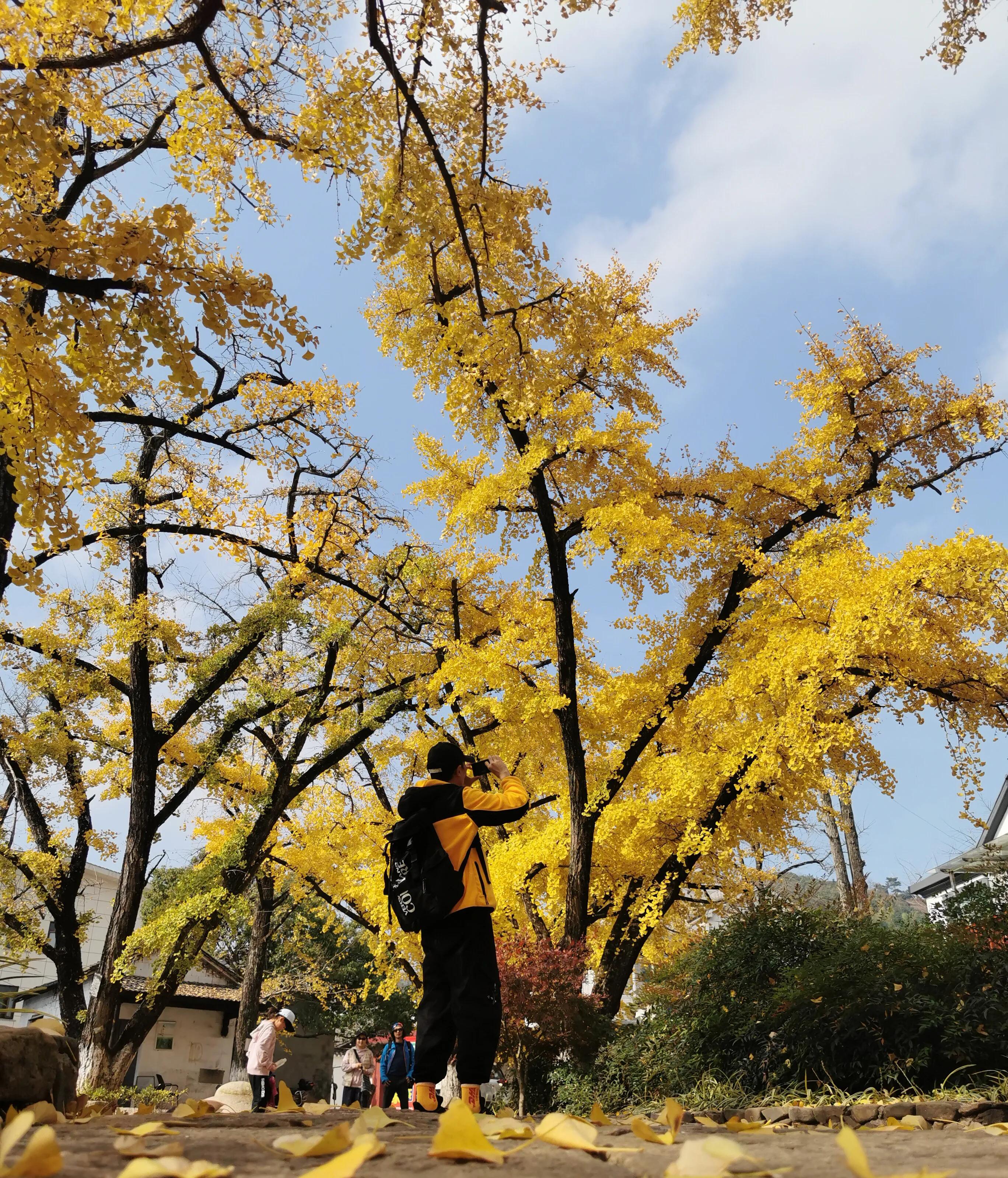 手拍世界（手机摄影平台）-群员作品集（总第733期）