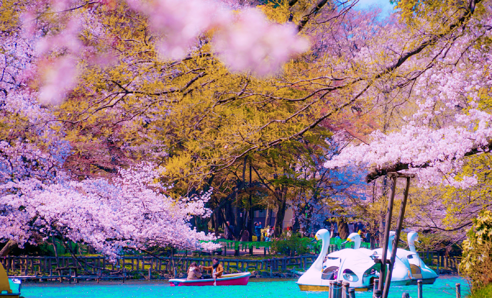 千鸟之渊盛开的粉色樱花,如"花雪"随风而动