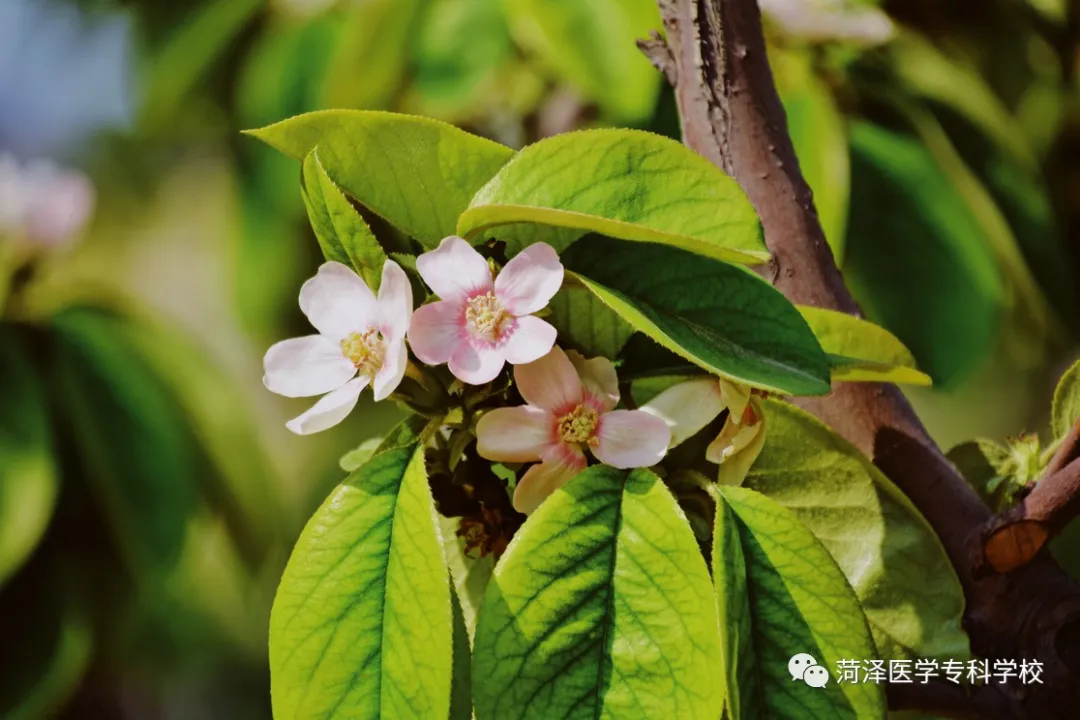 菏泽医学专科学校牡丹，又是姹紫嫣红开遍